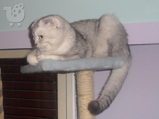 Αρσενικό Scottish Fold Chinchilla