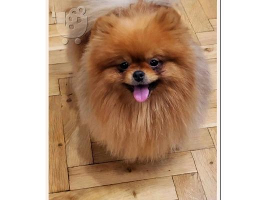 Pomeranian Spitz κουτάβια