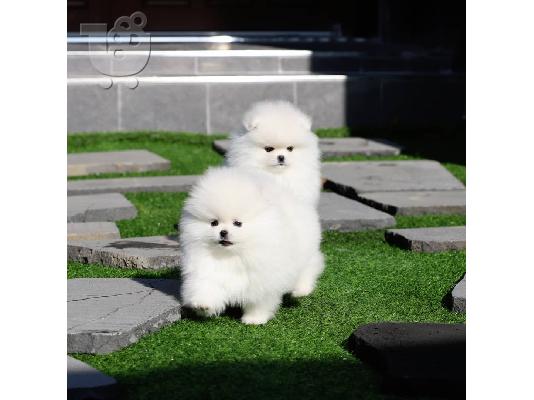 Οι υπέροχοι Pomeranians περιμένουν τα αγαπημένα τους σπίτια!...