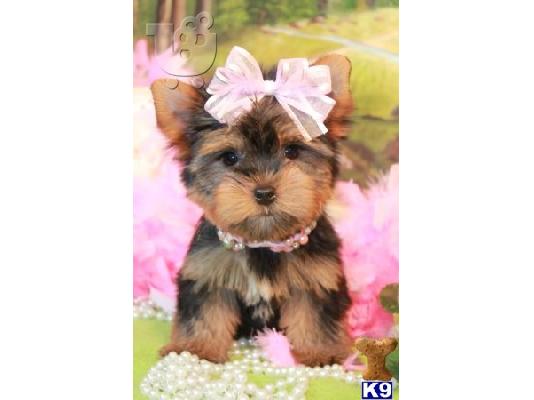 PoulaTo: yokie for rehoming