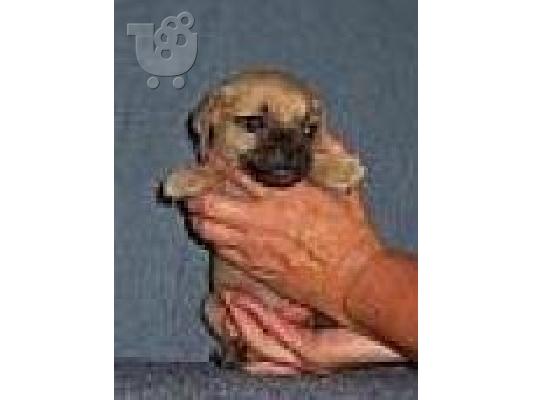 PoulaTo: Juggle κουτάβια - jack russell cross pugs