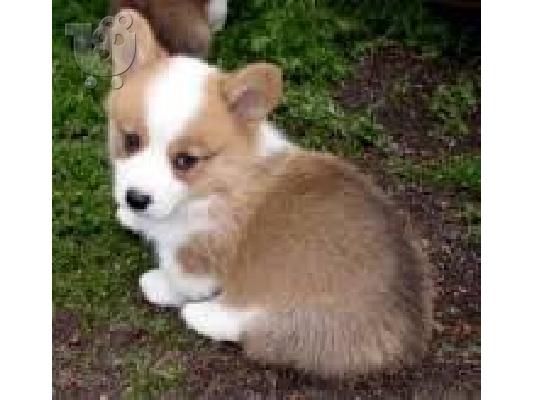 PoulaTo: Ουαλικά Corgi Σκύλοι και κουτάβια
