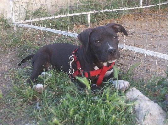 American Staffordshire Terrier