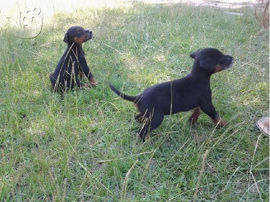 Πωλείται θηλυκό κουτάβι Doberman