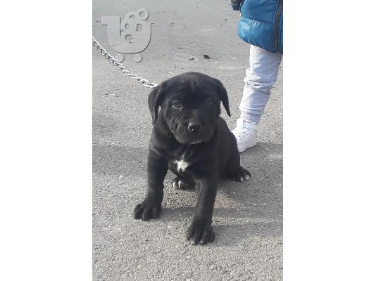 PoulaTo: Κουτάβια Cane Corso