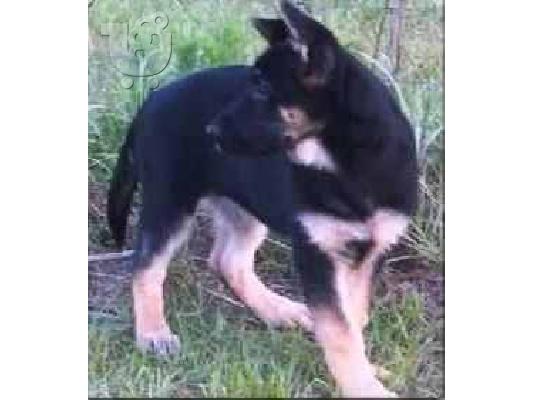 Γερμανικός Ποιμενικός   &  ΝΤΟΜΠΕΡΜΑΝ   Doberman