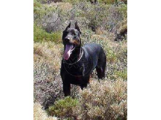 PoulaTo: ΝΤΟΜΠΕΡΜΑΝ-DOBERMAN — Καλλιθέα 