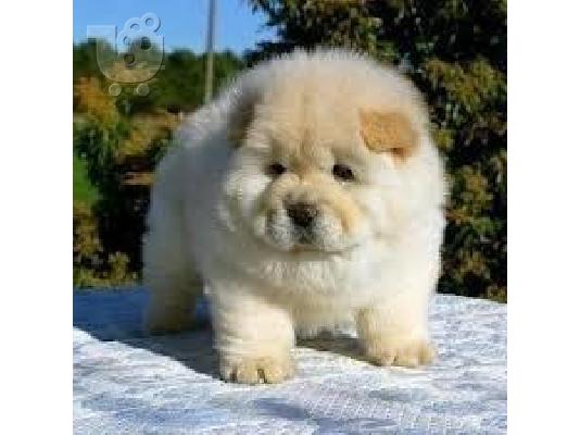 PoulaTo: chow chow λευκο