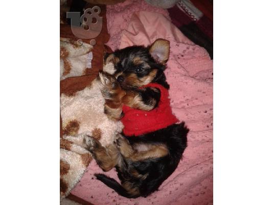 yorkshire terrier