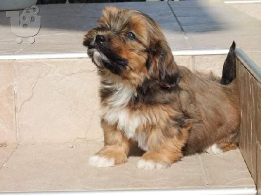 Κουτάβι Havanese bichon