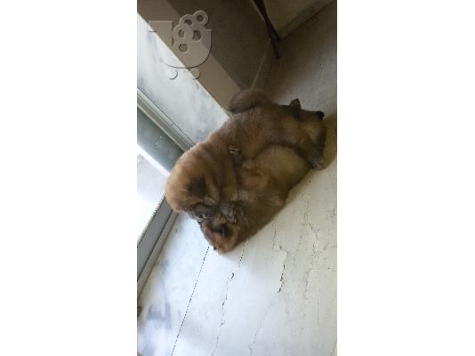 τσοου τσοου chow chow