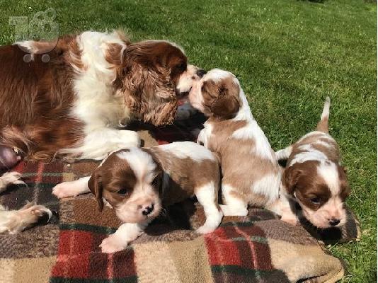 Κουτάβια Cavalier King Charles.