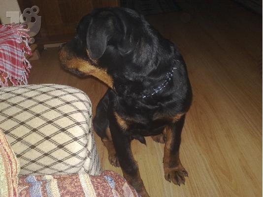 poleite rottweiler