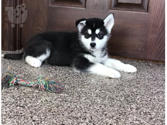 PoulaTo: Αλάσκα Malamute κουτάβια