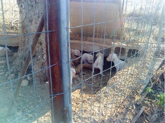 dogo argentino