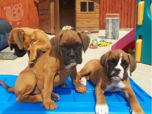Τραπέζια κήπου Γιαννιτσά 2II 0I 26 938 Garden Tables Giannitsa Trapezia Kipou Giannitsa Me...
