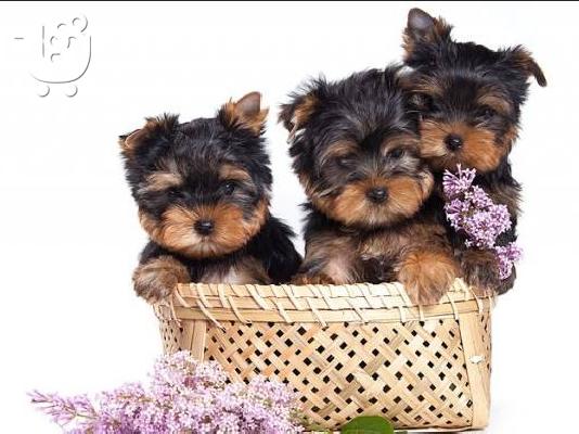 PoulaTo: Yorkshire terrier super pocket, Αττική (€ 120.00 )