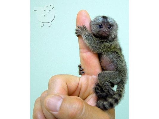 PoulaTo: Jovial δάκτυλοι Marmoset δάχτυλο