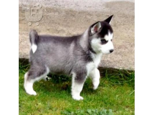 PoulaTo: HUSKY καθαροαιμα 6979314054 ΡΟΔΟΣ