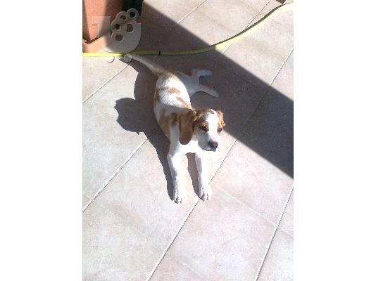 PoulaTo: Πωλείται Beagle