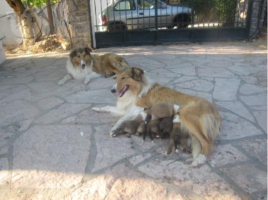 PoulaTo: Collie βασιλικα κουτάβια 40 ημερών