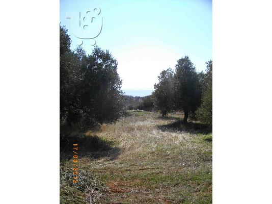 PoulaTo: Πωλείται οικόπεδο 5500τμ, Μαρώνεια