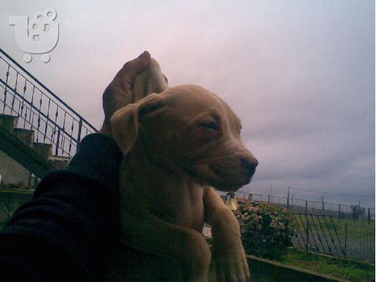 PoulaTo: PIT BULL κουταβακι  RED NOSE Πίτμπουλ