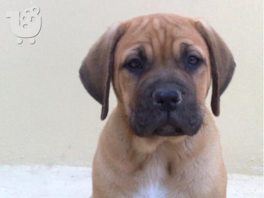 dogo canario