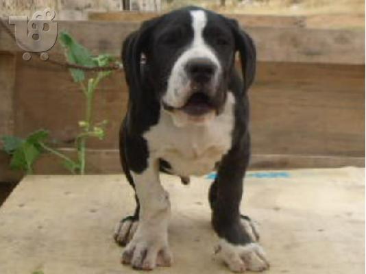 PoulaTo: Bandog αρσενικο 3 μηνων πωλειται