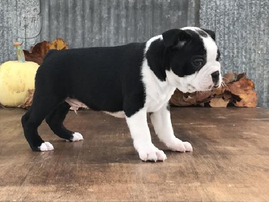 PoulaTo: Super Αξιολάτρευτο Boston Terrier Κουτάβια