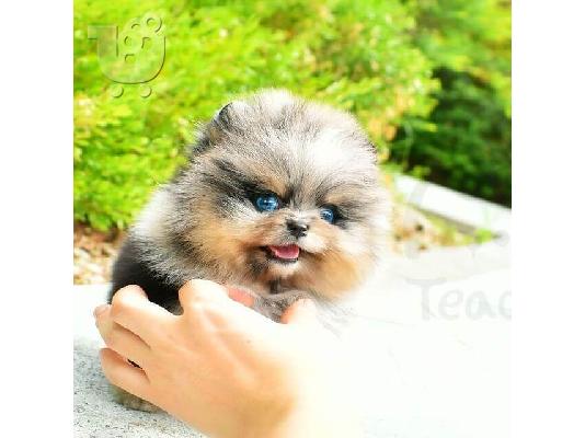 PoulaTo: Όμορφα κουτάβια Pomeranian για καλό σπίτι