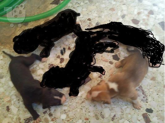 PoulaTo: PIT BULL ΑΡΙΣΤΗΣ ΜΟΡΦΟΛΟΓΙΑΣ,ΕΚΛΕΚΤΑ ΑΙΜΑΤΑ