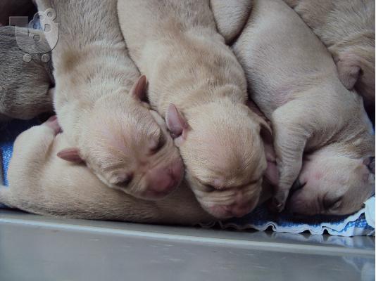 pwlounte koutabia pitbull