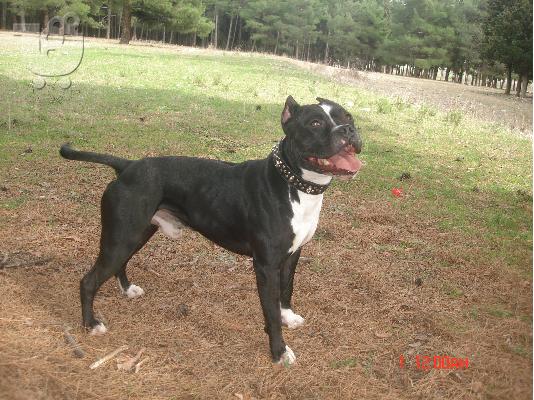 AMSTAFF