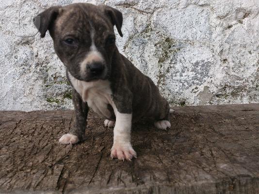 PoulaTo: polounte american pit bull terrier. 2 thulika