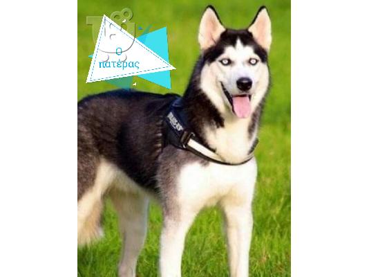 Καθαρόαιμο σιβηρικό χάσκυ κουτάβι - Pure-bred siberian husky puppy...