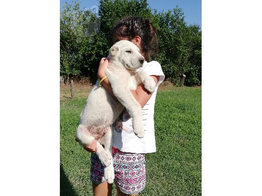 Ποιμενικοι Κεντρικης Ασιας