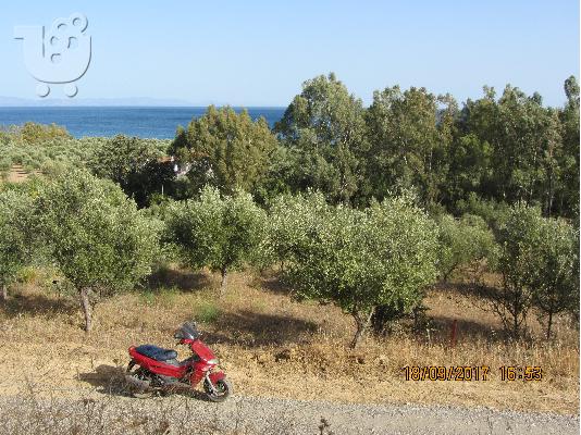 Ευκαιρια!!!!!!!!!!! οικοπεδο 4000 τμ 100 μετρα απο την ακτη στο βαθυ λακωνιας...