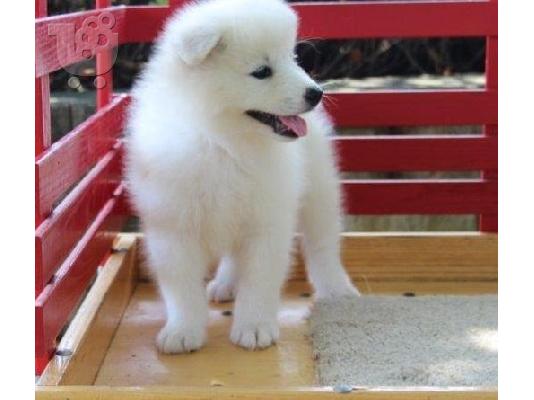 Όμορφα υγιή Samoyed κουτάβια