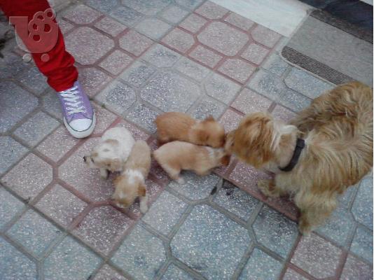 kanis terrier