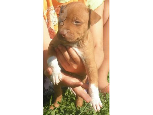 Pitbull Red Nose