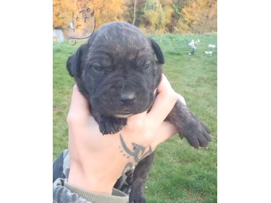 PoulaTo: dogo presa canario koutabia