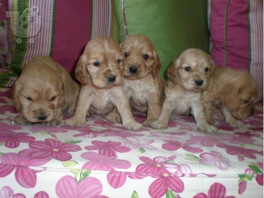cocker spaniel