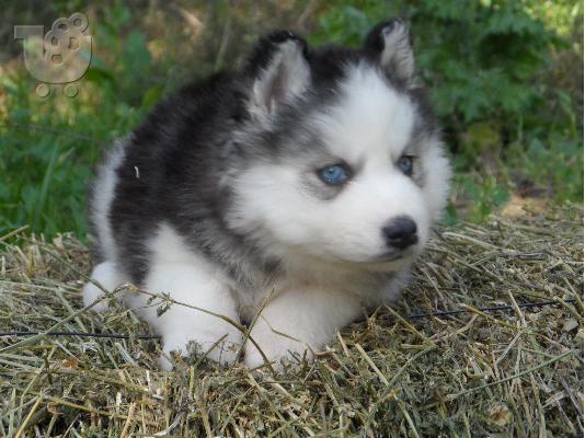 Seberian Husky     Χασκι Σιβιριανα καθαροαιμα κουταβια