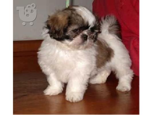 Shih Tzu