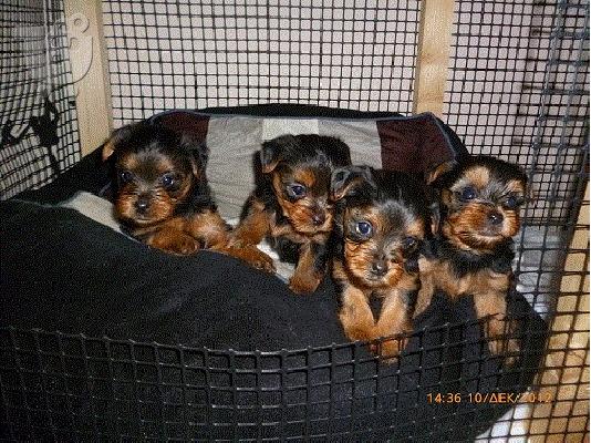 PoulaTo: KOYTABAKIA YORKSHIRE TERRIER!!!!