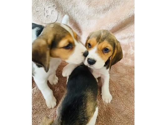 PoulaTo: Εδώ παρουσιάζουμε τα υπέροχα κουτάβια Beagle που είναι