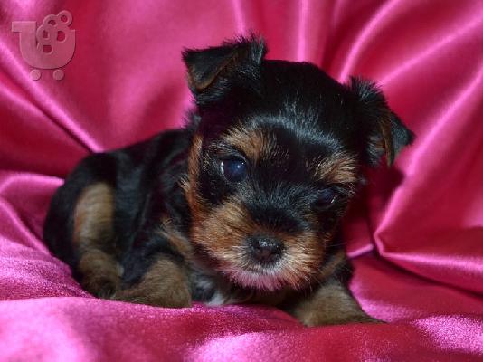 PoulaTo: TeaCup Yorkie κουτάβια για υιοθεσία.