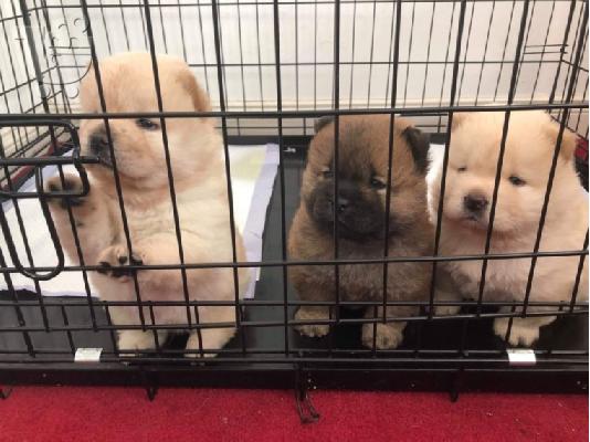 PoulaTo: Cute Chow Chow κουτάβια διαθέσιμα για την υιοθεσία