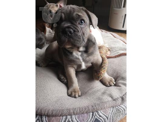 PoulaTo: FRENCH Bulldog κουτάβια με Pedigree